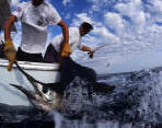 florida keys sailffishing